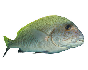 Sweetlips fish isolated on white