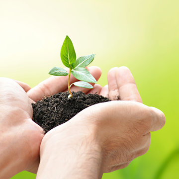 Hands holding green seedling with soil
