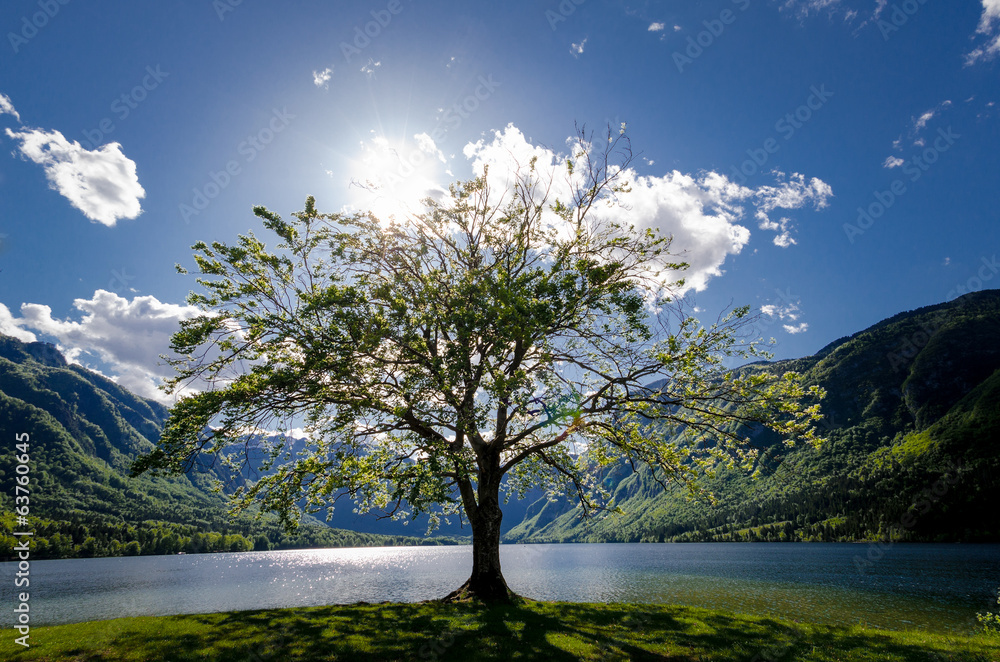 Wall mural landscape with one tree and lake. mountain view.