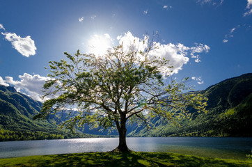 Landscape with one tree and lake. Mountain view.