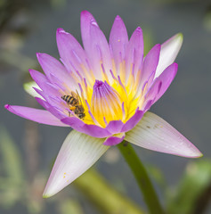 Fototapeta premium Water lily flower and bee macro with selective focused