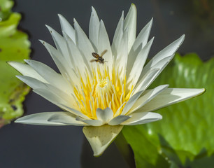 Macro de fleur de nénuphar et d& 39 abeille avec mise au point sélective