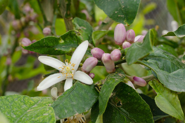 Azahar blossom
