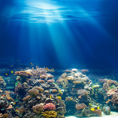 Fototapeta na wymiar Morze lub ocean podwodna rafa koralowa snorkeling lub nurkowanie backgrou
