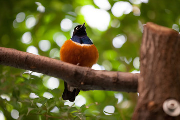Superb Starling (Lamprotornis superbus)