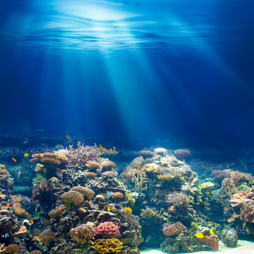 Fototapeta Morze lub ocean podwodne rafa koralowa z rurką lub nurkowania backgrou