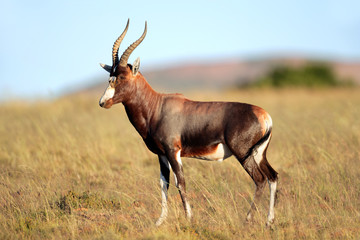 Blesbok antelope