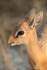 Damara dik-dik antelope, Etosha National Park