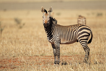 Hartmanns Mountain Zebra