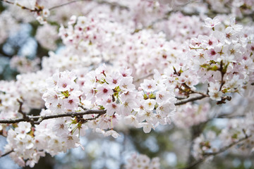 Cherry blossoms