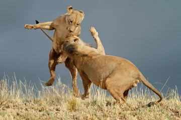 Poster de jardin Lion Lions africains espiègles, désert de Kalahari