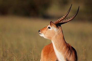 Red lechwe antelope