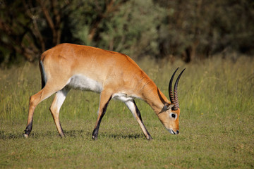 Red lechwe antelope