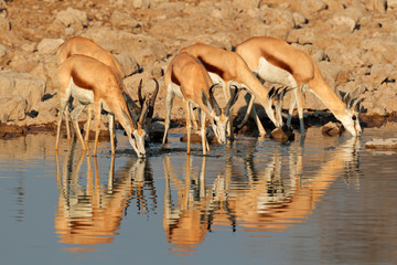 Springbok antelopes at waterhole, Etosha National Park
