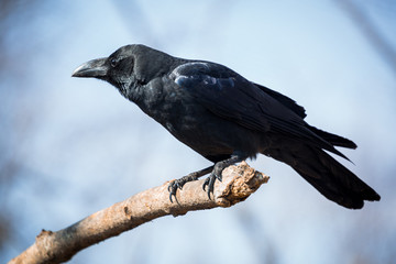 Black crow