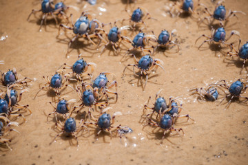 Soldier crabs on the march.