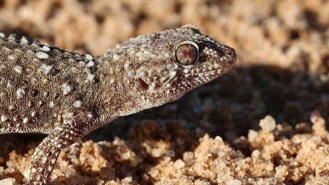 Portrait of a bibron gecko, Kalahari desert