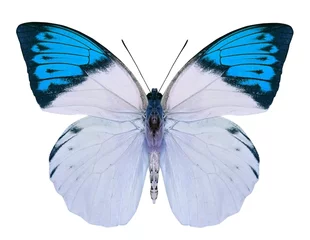 Photo sur Aluminium Papillon beau papillon isolé sur blanc