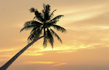 Fototapeta na wymiar Palm trees on the sunset background