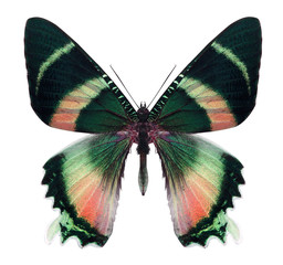 Naklejka premium beautiful butterfly isolated on white