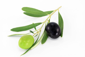 Fresh olive branch