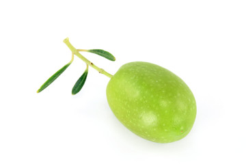 Fresh olive branch