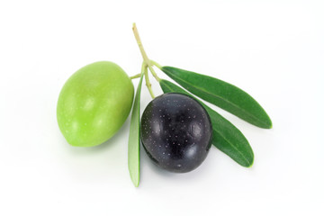 Fresh olive branch