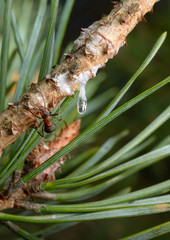 Waldameise mit Blattläusen, Baumharz