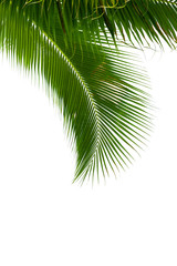 Fototapeta premium Leaves of coconut tree isolated on white background