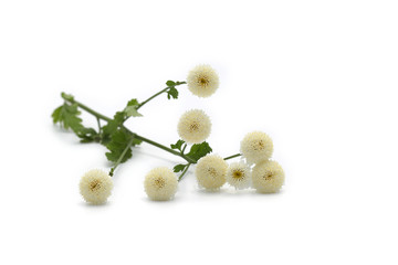 Camomille