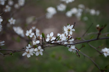 Kirschblüten