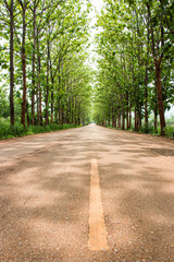 Obraz premium Tree line stree