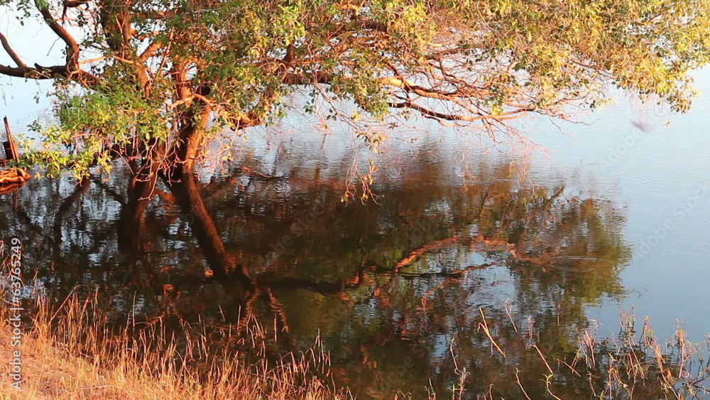 Canvas Prints Tree and grass reflection in water in late afternoon light