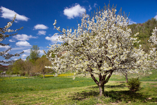 Kirschbl&uuml;hte, Kaiserstuhl, Fr&uuml;hling,