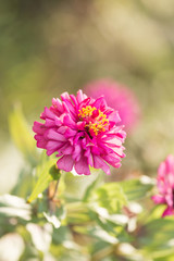 Pink zinnia.,flowers