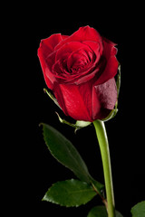 Fototapeta premium Red rose