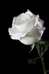 White rose