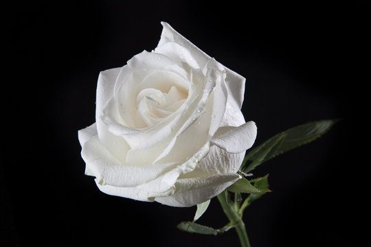 White Rose" Images – Browse 9,048 Stock Photos, Vectors, and Video | Adobe  Stock