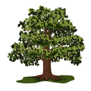 oak tree with green leaves