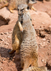 kämpfende Erdmännchen