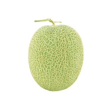 Melon Fruit upright