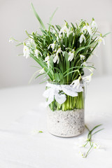 Beautiful snowdrop flowers in transparent vase with lace ribbon