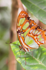Fototapeta na wymiar Tropical Butterfly