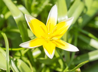 Obraz premium Nahaufnahme einer Blüte von einer Blume