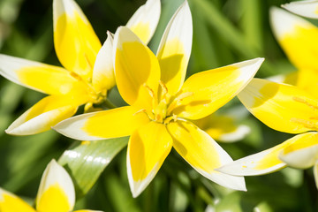 Obraz premium Nahaufnahme einer Blüte von einer Blume