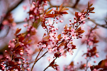 Pink flower in blue background