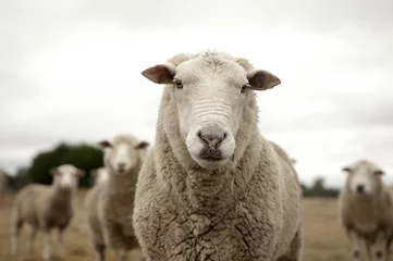 Photo sur Plexiglas Moutons Le mouton