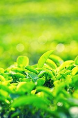 Leaves of tea