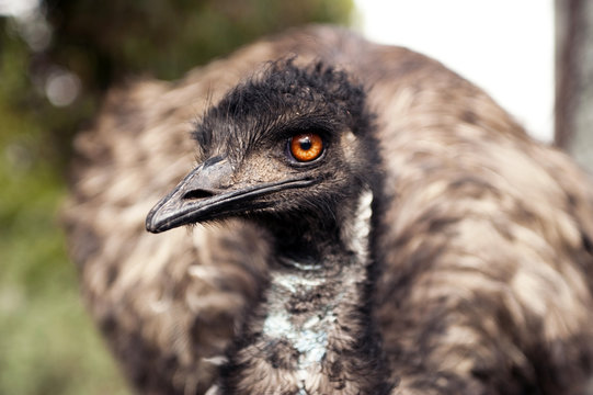 Emu looking at you