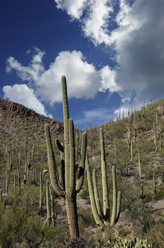 Saguaro Cactus © bonniefink